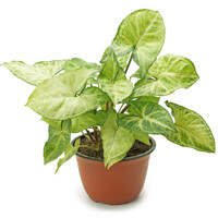 Syngonium Podophyllum Interior Landscape Plant