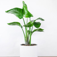 White Bird of Paradise Interior Landscape Plant