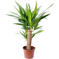 Yucca Cane Interior Landscape Plant