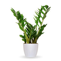 ZZ Plant Zamioculcas Zamifolia Interior Landscape Plant